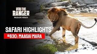 Safari Highlights #630: 6 & 7 September 2021 | Maasai Mara/Zebra Plains | Latest #Wildlife Sightings