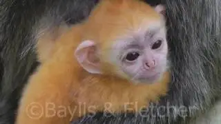 Silvered Leaf monkey (T. cristatus), Malaysia. 20160922_094400.m2ts