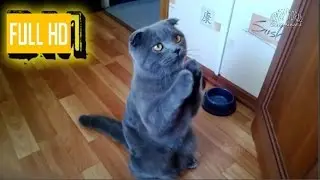 🔴 Lustige Katzen Videos BM #16 (50% rus) katzenvideos der hei&szlig;e stuhl angela merkel