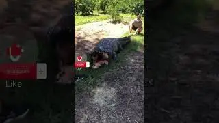 Man crawls out of crocodile mouth #shorts