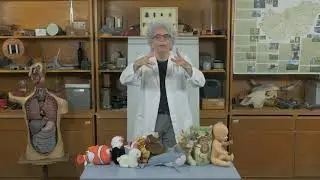Világos Professzor - Biológia: Biológiai evolúció