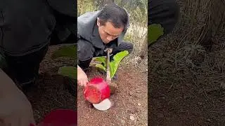 Vegetable water saving planting process