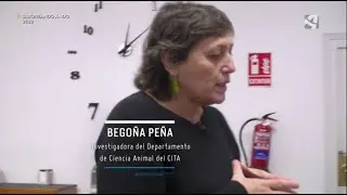 Begoña Panea y Guillermo Ripoll participan en un reportaje sobre casquería de ternasco en Aragón TV