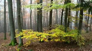 156-Novembernebel