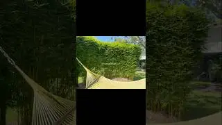 Privacy Plants Near Me