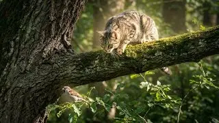 झाडावर मांजराचा थरार! पक्षी वाचेल का? 😱 | Cat Hunting Bird Real Video bk toy 