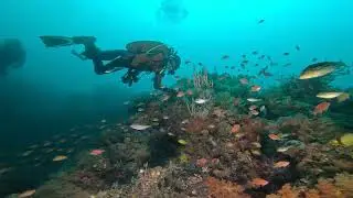 熱海の水中でカラフルな魚達と泳ぐ