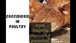 Coccidioces disease in poultry birds clinical signs, diagnosis, treatment & prevention
