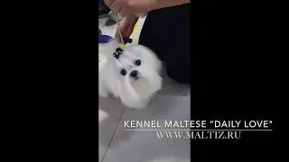 Мальтезе Кореи 