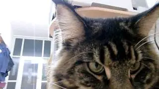 Blacky auf Futterjagd