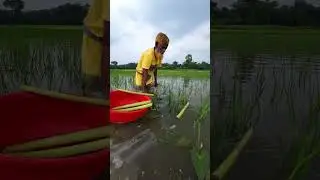 Old traditional fishing technique #fishing #fish #shorts