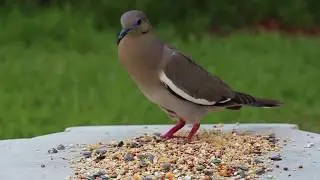 Texas backyard birds.