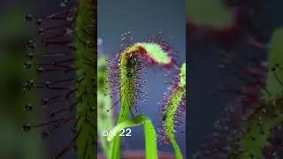 Sundew Eating Fly Time-lapse