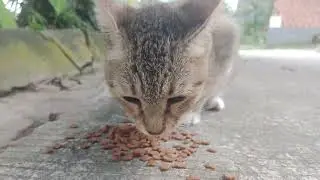 I Fed a Very Thin Stray Cat &mdash; His Happiness Says It All