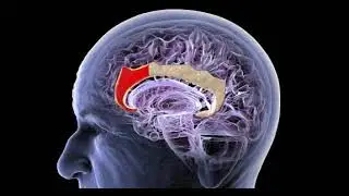 Chinese Startup Gestala Pioneers Non-Invasive Brain-Computer Interface Using Ultrasound