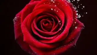 Gather My Love (OFFICIAL MUSIC VIDEO RELEASE)