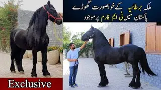 Most Beautiful Friesian Stallion ,Mare and friesian colt at Tm stud farm || friesian horse breed