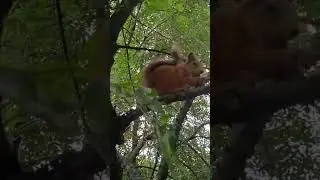 Удивительные животные. ZOO, amazing animals