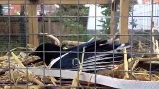 Magpie nest building behaviour