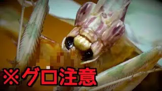 【※グロ注意】タンザニアの怪物と呼ばれたカマキリが怖すぎる[ニセハナマオウカマキリ飼育2019(#7)](Idolomantis Diabolica - Devil Flower Mantis)