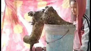 M939 gl d&uacute;i 400k LH 0707713796 Khương bonsai 
