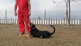 Dresaj canin BRAVO - Disciplina de baza - Rocky