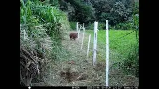 Big Brown pig shock gets a 5 joule shock