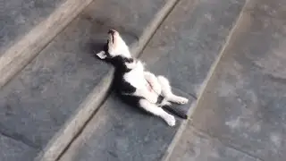 These Are The Laziest Dogs In The World