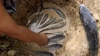 Net Fishing in Battambang​ | Cambodia Traditional Fishing | How To Spearfishing