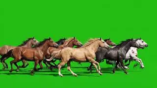 Animal Stampede Green Screen ( Horse Edition) | All Wild Horses Running In One Frame