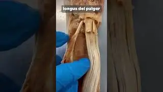 Un m&uacute;sculo CUADRADO en tu antebrazo