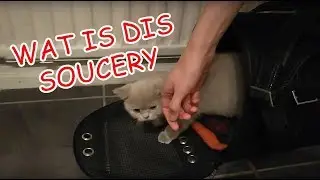 Lilac British Shorthair kitten Sipsi, 12 weeks, first time at home!