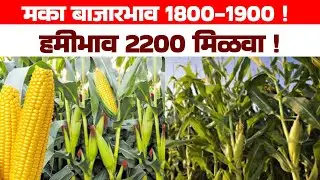 मका बाजारभाव 1800-1900! हमीभाव 2200 मिळवा!