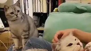Jealous cat || he hates the other cat