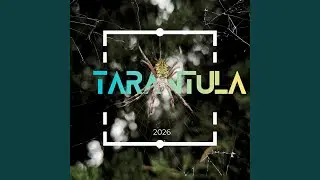 Tarantula Pulse