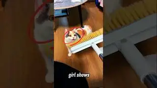 You Won&rsquo;t Believe How This Cat Plays with a Brush 😂#catvideos
