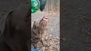 Water😅 #apollo #puppy #labrador #hund #dogtreats #lustig #pets #cute