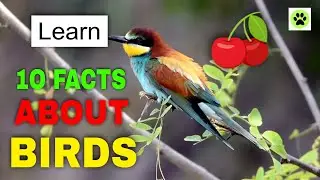 BIRD Facts -10 Facts About BIRDS - Learn About BIRDS - Interesting - Education - HD Video