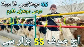 Lowest Rate 55 Thousand | 45 Swedish Red fresion American heifers | CHAKWAL | 27 jan 2026