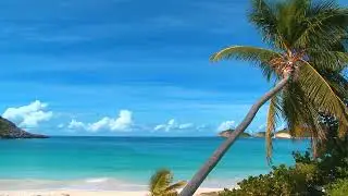 Calm and Relaxing Sounds - Palm Trees & Beach - 1hr - Relax and Sleep