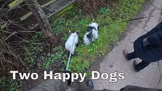 Walking Papillon and Phalene Dogs | Calm Neighborhood Walk