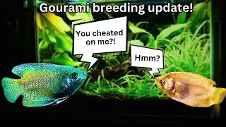 Gourami breeding update: SHOCKING Surprise in my tank!