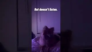 Riddle 🐕❔ #dog #riddle #fyp #funny #shorts
