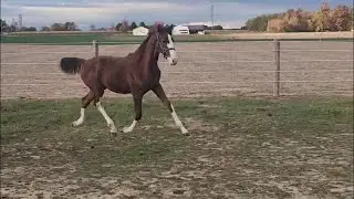 2025 KWPN Filly by Gaudi SSF (Totilas) x Jesire - Voluptuous
