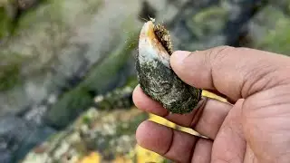 Al Ashkara Oman - Fresh catch Mussels