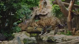Epic Journey Through Wildlife's Wonders