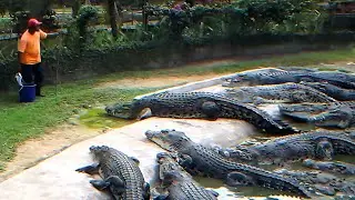 How Crocodile🐊 Farmers Make Millions Processing Crocodile Meat | Modern Processing Factory
