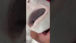 シロザメのレシピ①