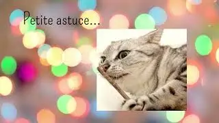 Etablir une relation de confiance avec mon chat  #chat #bienetreanimal #connexionanimale