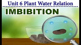 IMBIBITION IN PLANTS PLANT WATER RELATION